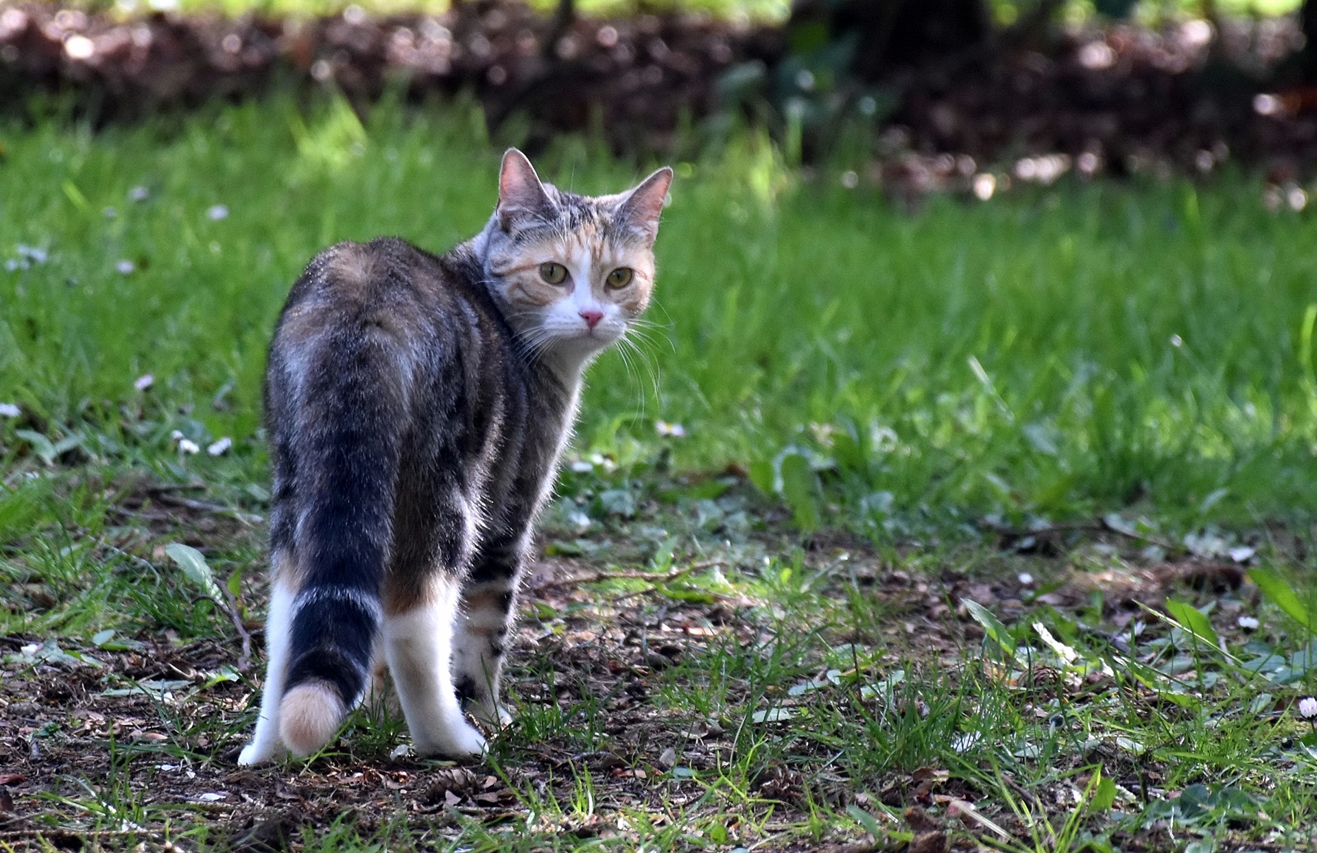 Cat on the grass field looking back at the photographer